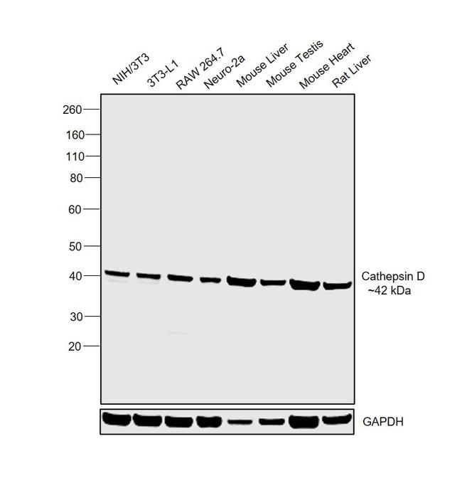 Cathepsin D Antibody in Western Blot (WB)