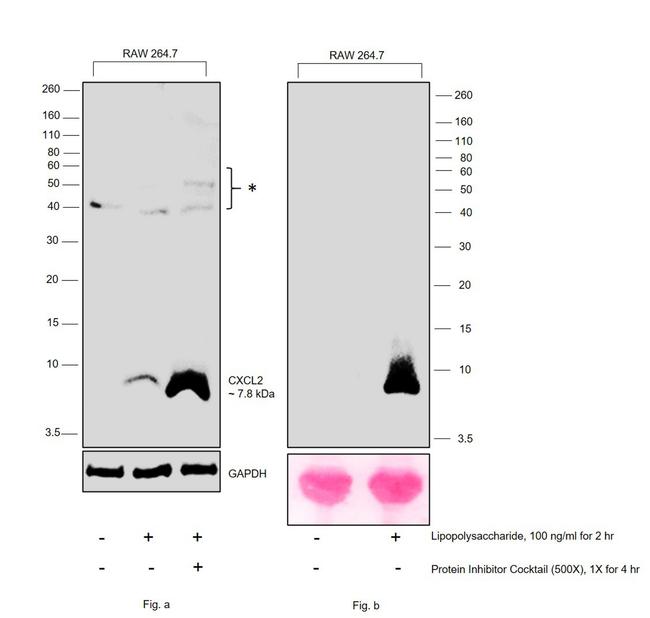 CXCL2 Antibody in Western Blot (WB)