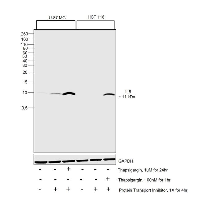 IL-8 (CXCL8) Antibody