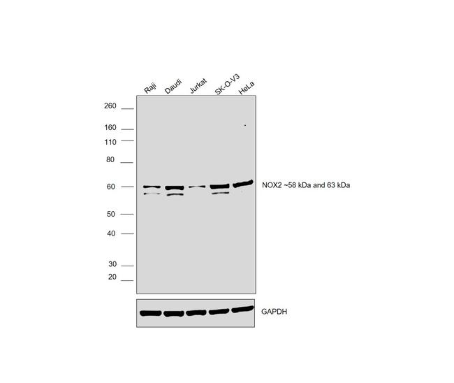 NOX2 Antibody in Western Blot (WB)