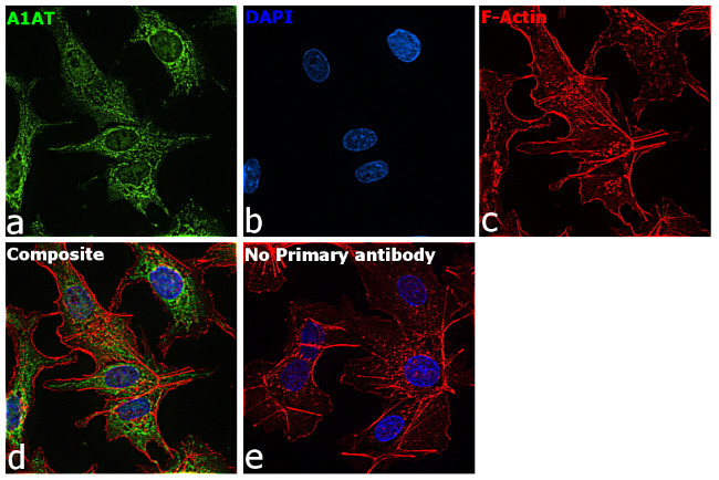 Cytochrome C Antibody in Immunocytochemistry (ICC/IF)