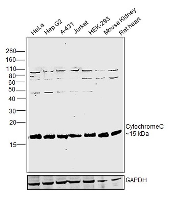 Cytochrome C Antibody in Western Blot (WB)