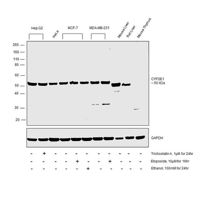 CYP2E1 Antibody in Western Blot (WB)