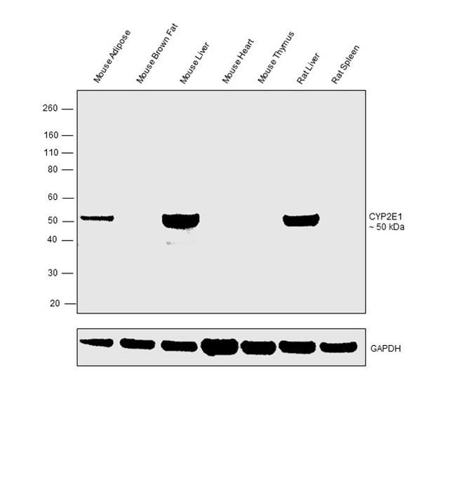 CYP2E1 Antibody in Western Blot (WB)