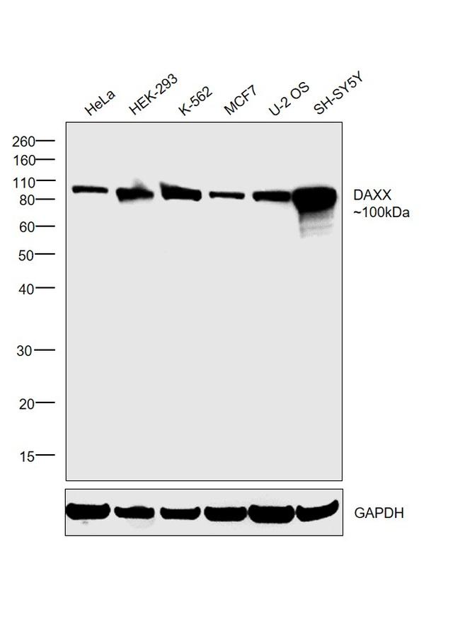 DAXX Antibody in Western Blot (WB)