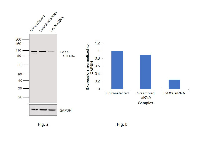 DAXX Antibody