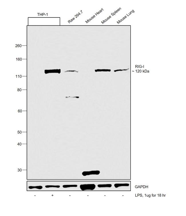 RIG-I Antibody in Western Blot (WB)