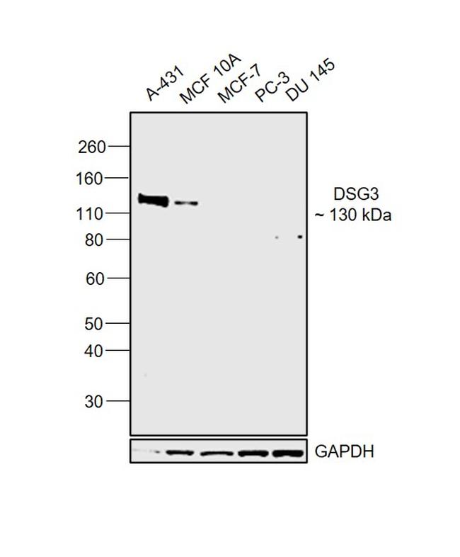 Desmoglein 3 Antibody in Western Blot (WB)