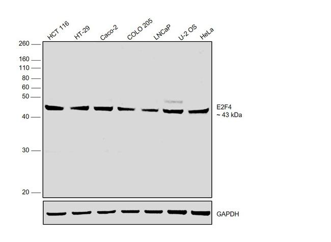 E2F4 Antibody in Western Blot (WB)