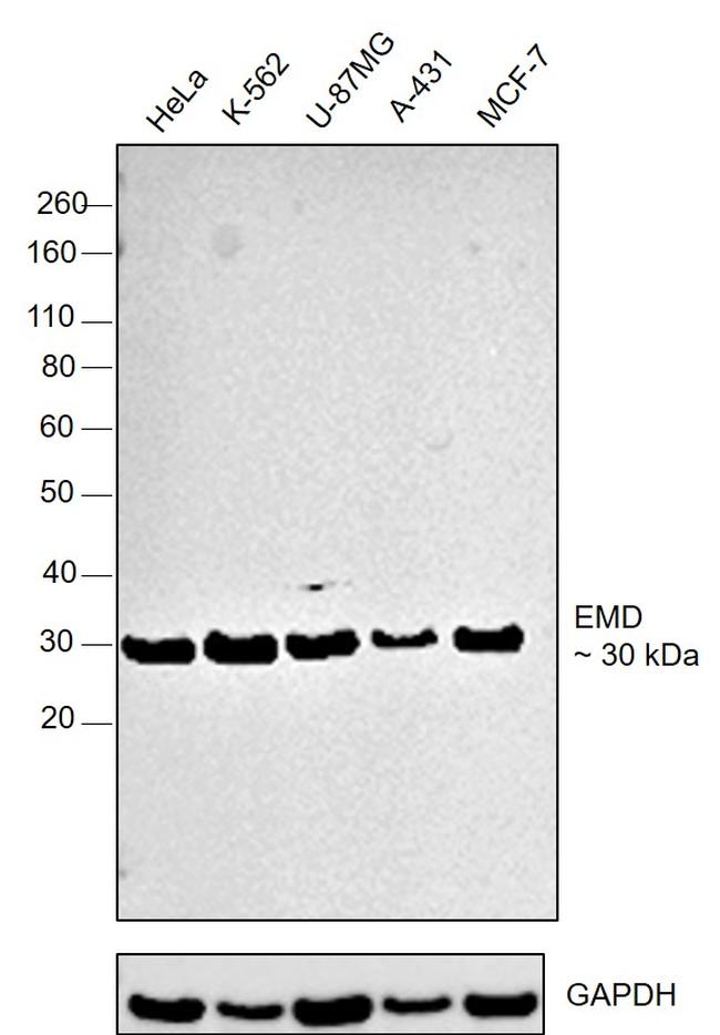 Emerin Antibody in Western Blot (WB)