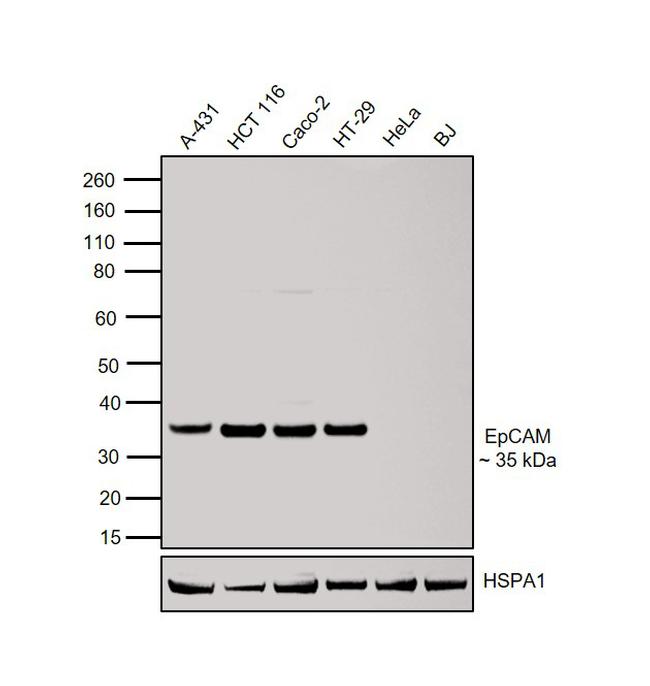 EpCAM (CD326) Antibody in Western Blot (WB)