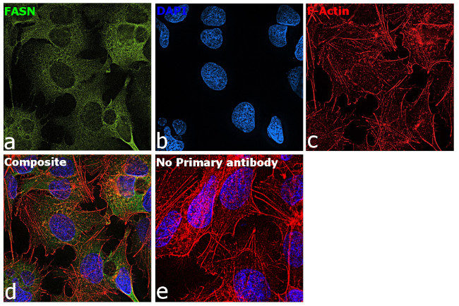 FASN Antibody in Immunocytochemistry (ICC/IF)