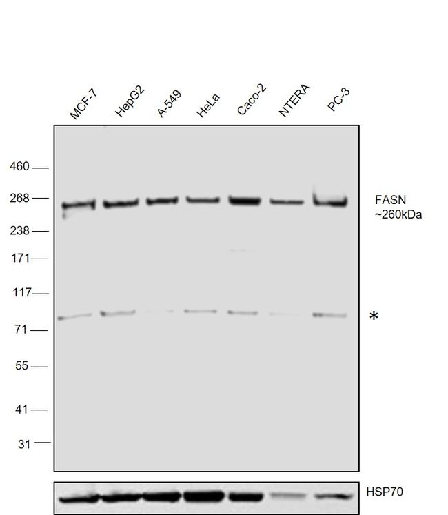 FASN Antibody in Western Blot (WB)