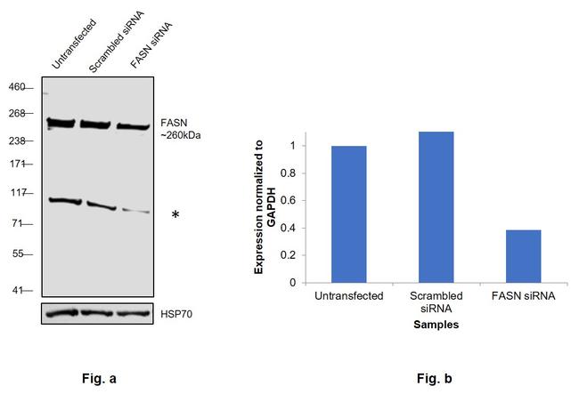 FASN Antibody in Western Blot (WB)