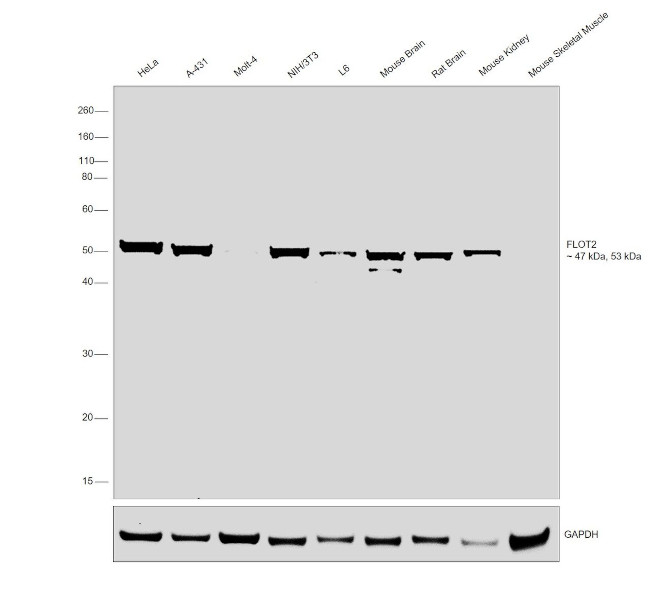 Flotillin 2 Antibody