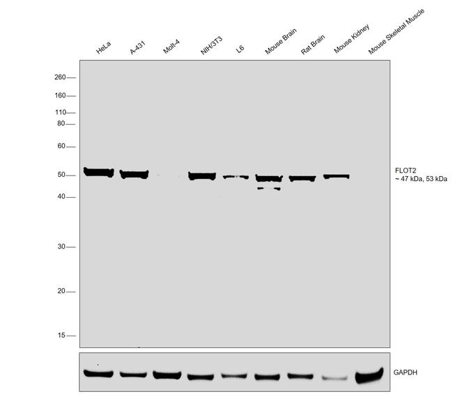 Flotillin 2 Antibody in Western Blot (WB)