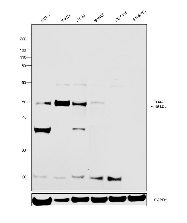 FOXA1 Antibody in Western Blot (WB)