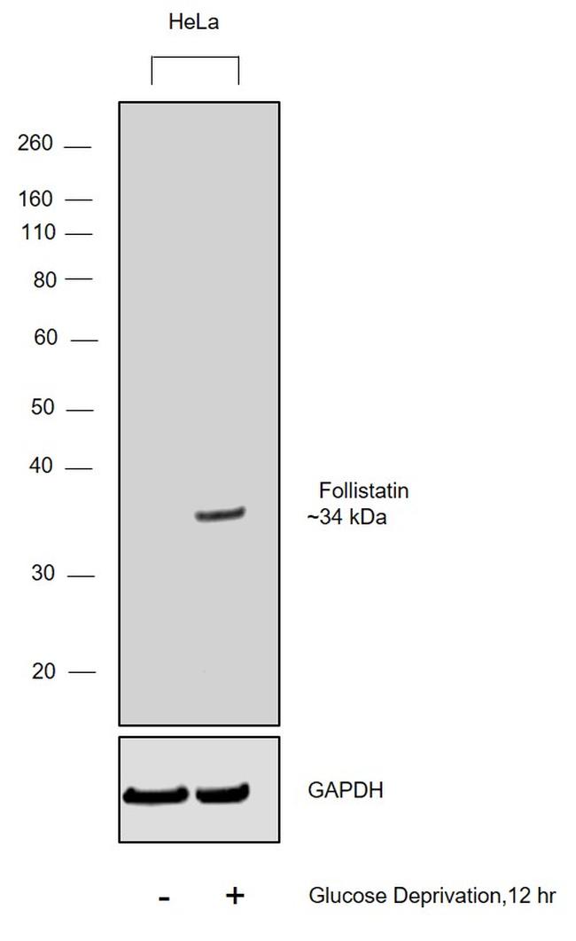 Follistatin Antibody