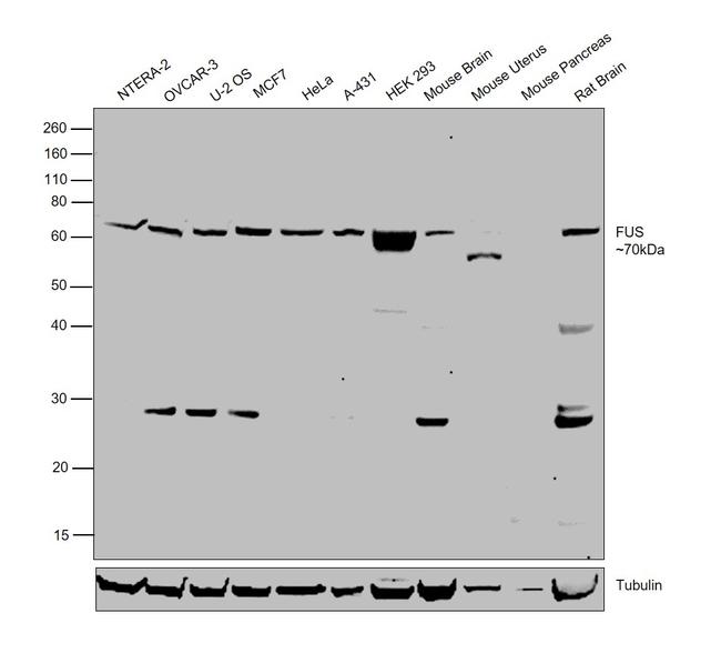 FUS Antibody in Western Blot (WB)