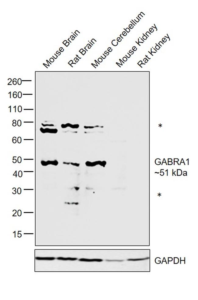 GABRA1 Antibody in Western Blot (WB)