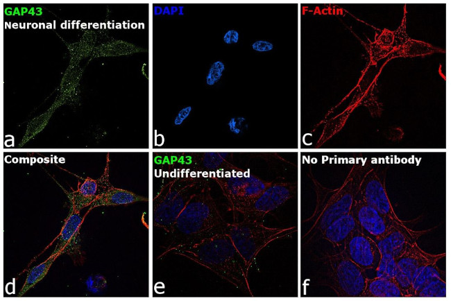 GAP43 Antibody