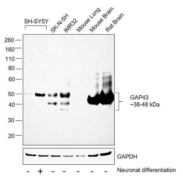 GAP43 Antibody