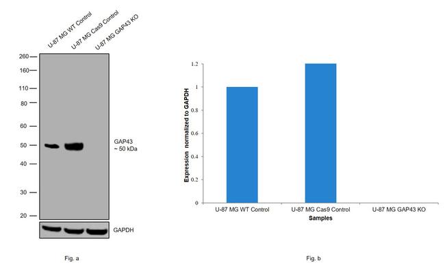 GAP43 Antibody in Western Blot (WB)