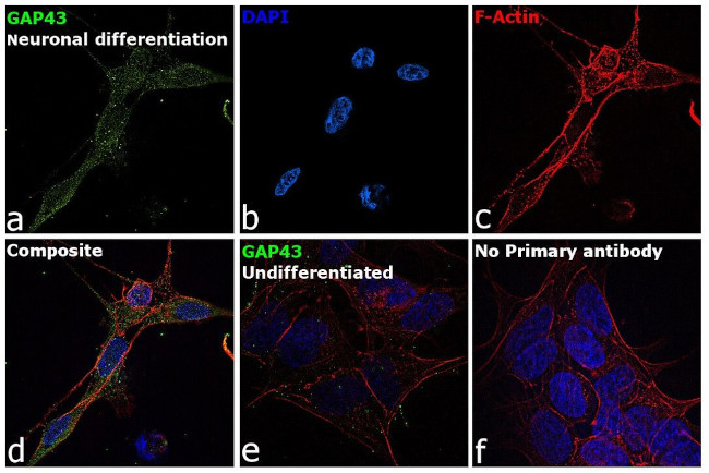 GAP43 Antibody in Immunocytochemistry (ICC/IF)