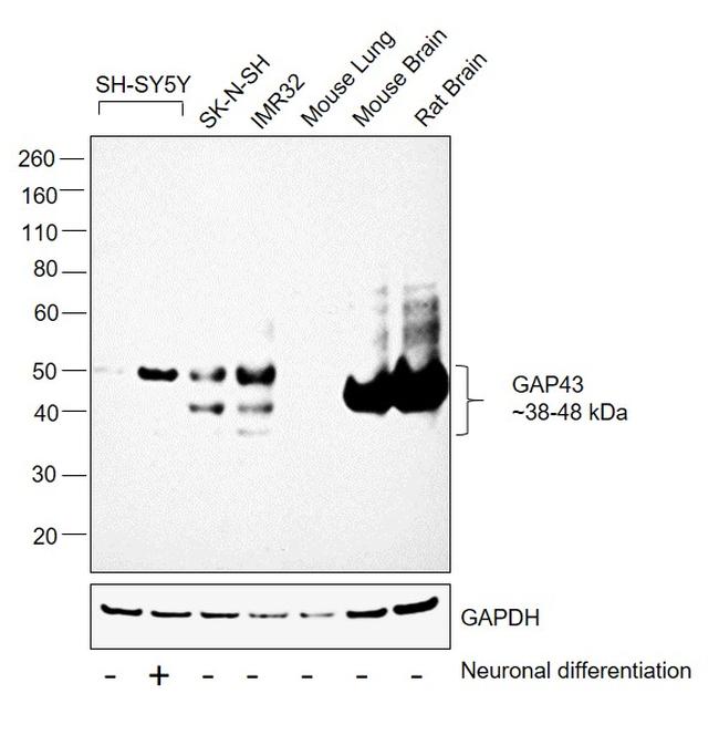 GAP43 Antibody in Western Blot (WB)