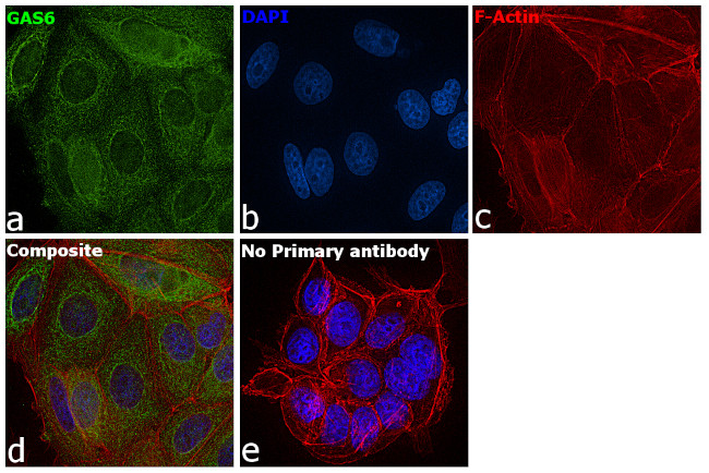 GAS6 Antibody in Immunocytochemistry (ICC/IF)