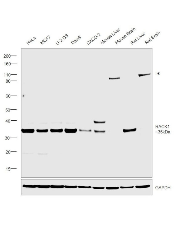 RACK1 Antibody