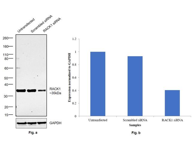 RACK1 Antibody in Western Blot (WB)