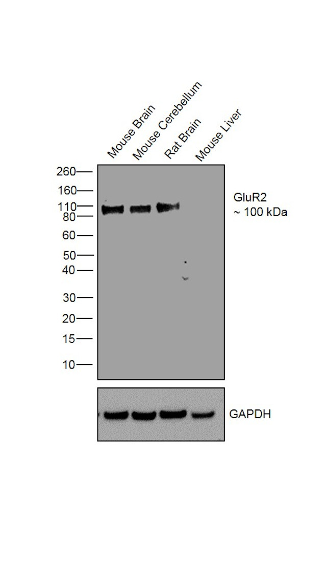 GluR2 Antibody