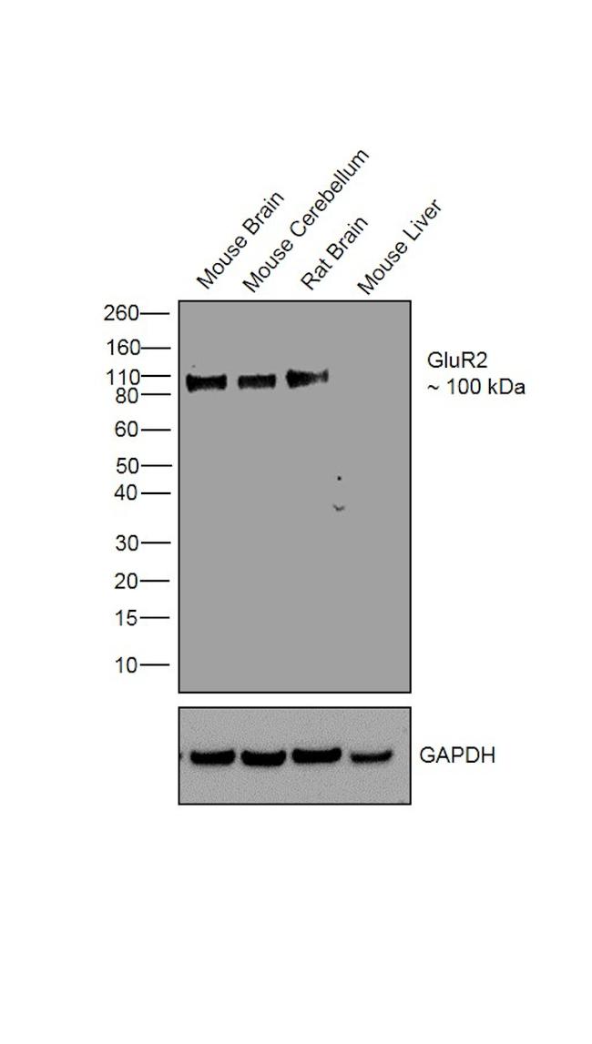 GluR2 Antibody in Western Blot (WB)