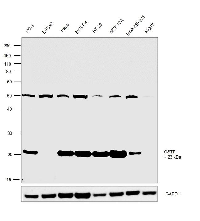 GSTP1 Antibody in Western Blot (WB)