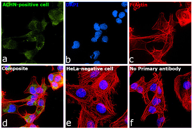 KIM-1 Antibody