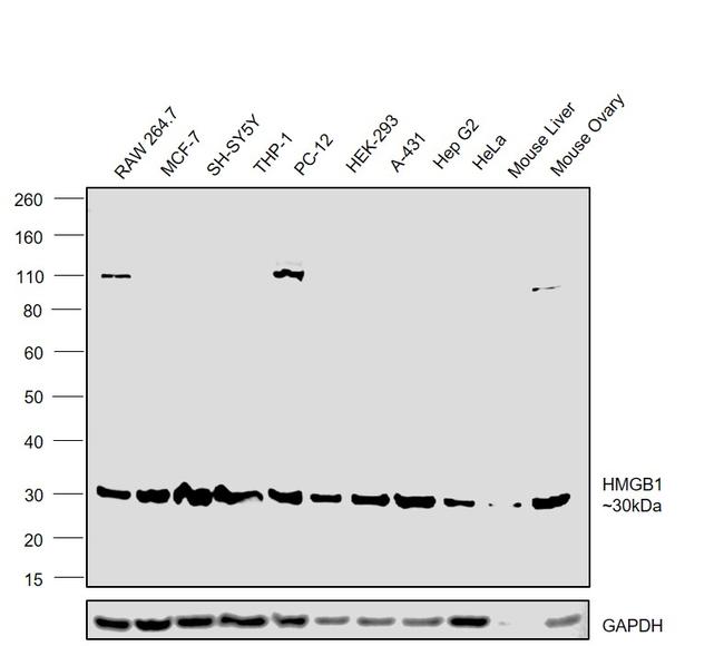 HMGB1 Antibody in Western Blot (WB)