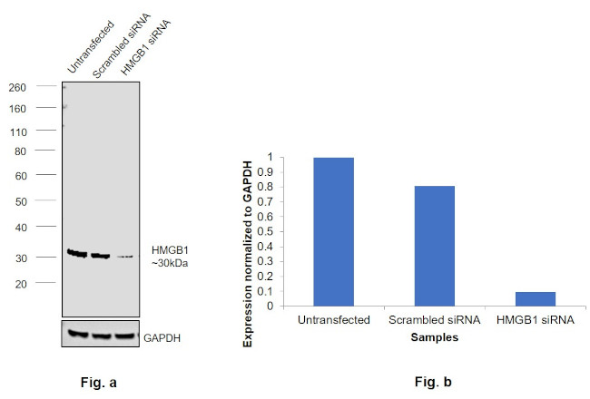 HMGB1 Antibody