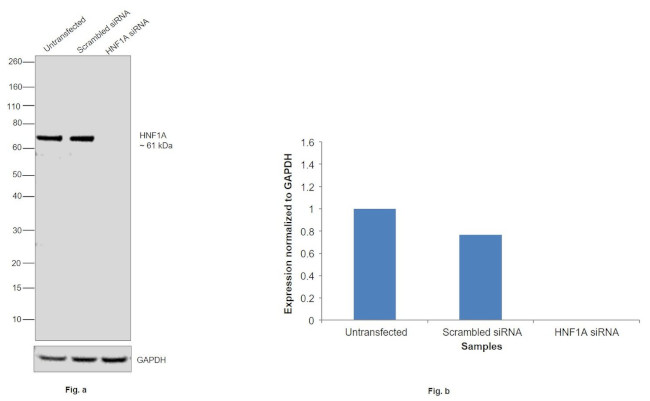 HNF1A Antibody