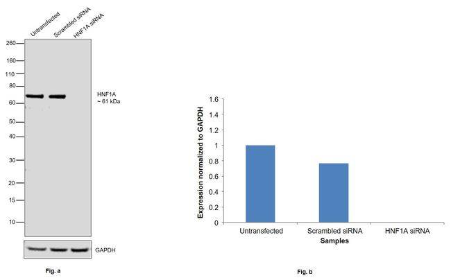 HNF1A Antibody in Western Blot (WB)