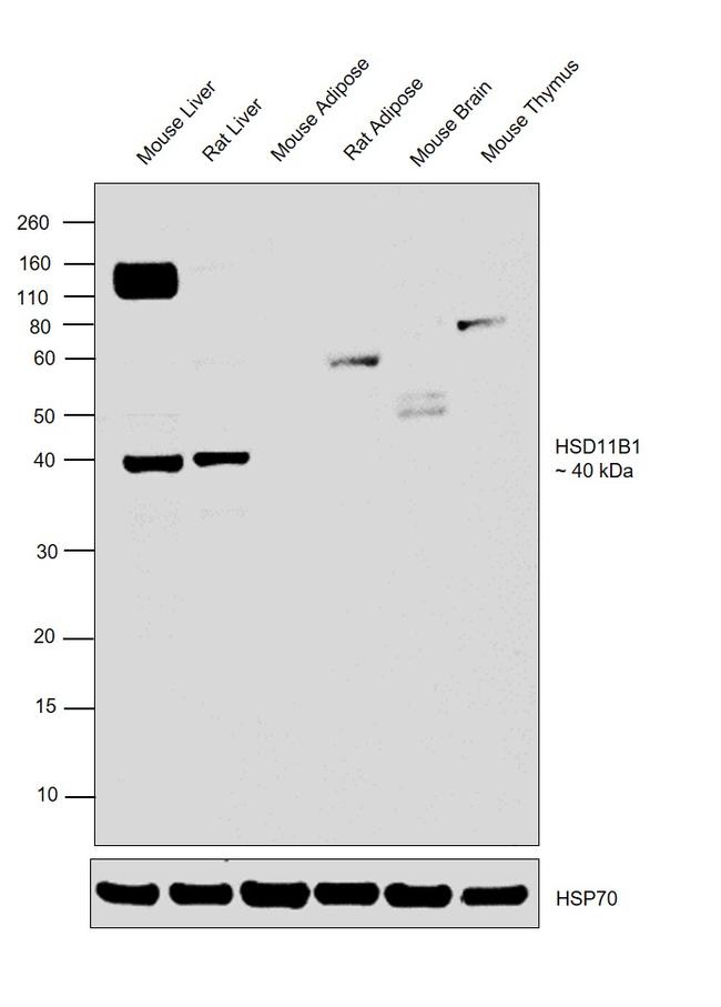 HSD11B1 Antibody in Western Blot (WB)