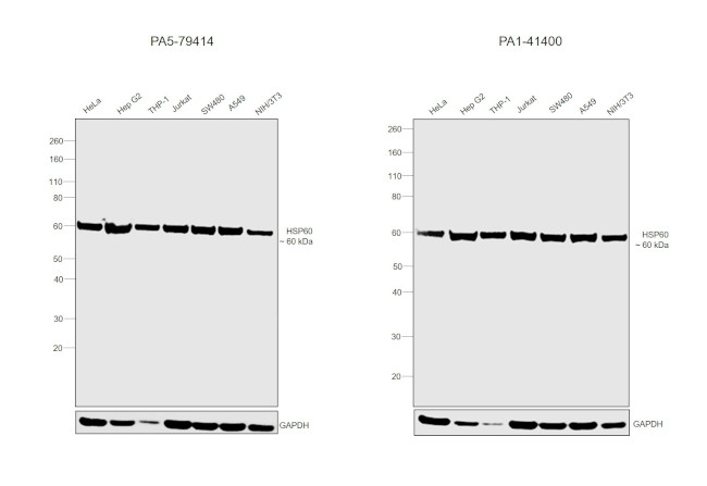 HSP60 Antibody