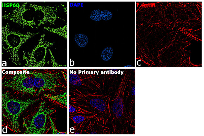 HSP60 Antibody in Immunocytochemistry (ICC/IF)