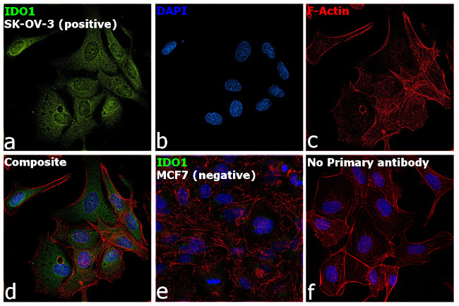 IDO Antibody in Immunocytochemistry (ICC/IF)