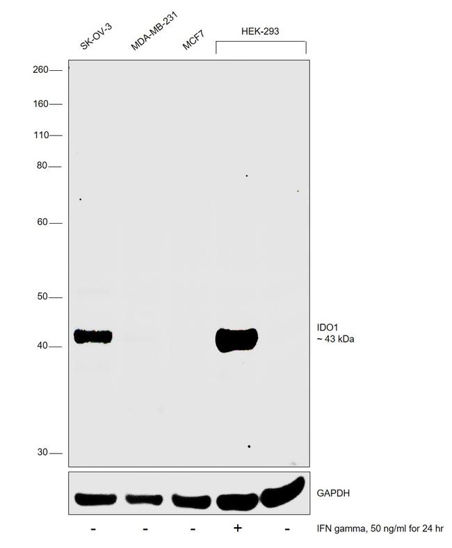 IDO Antibody in Western Blot (WB)