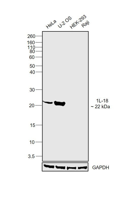 IL-18 Antibody