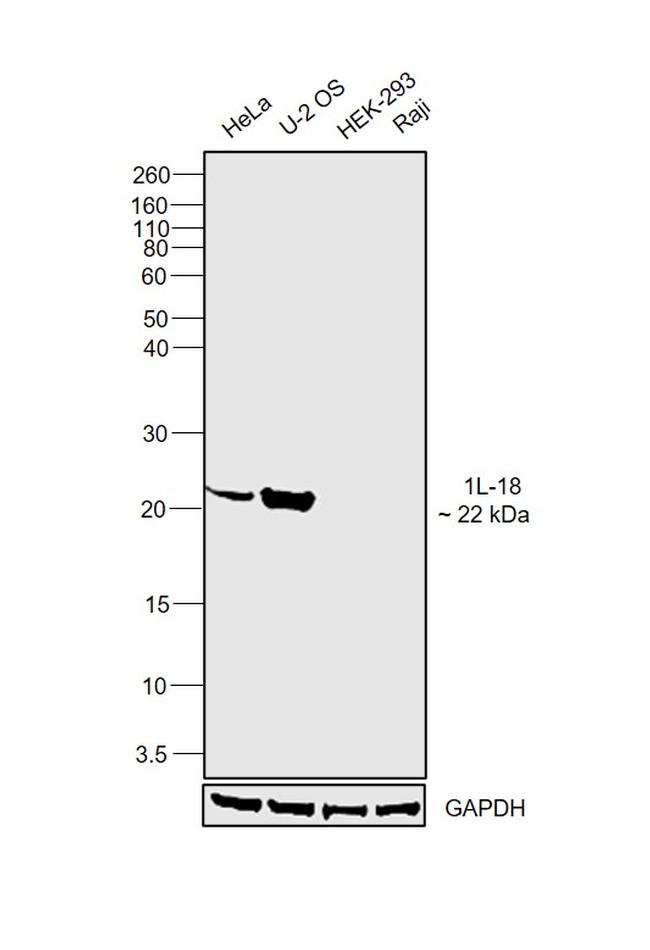 IL-18 Antibody in Western Blot (WB)