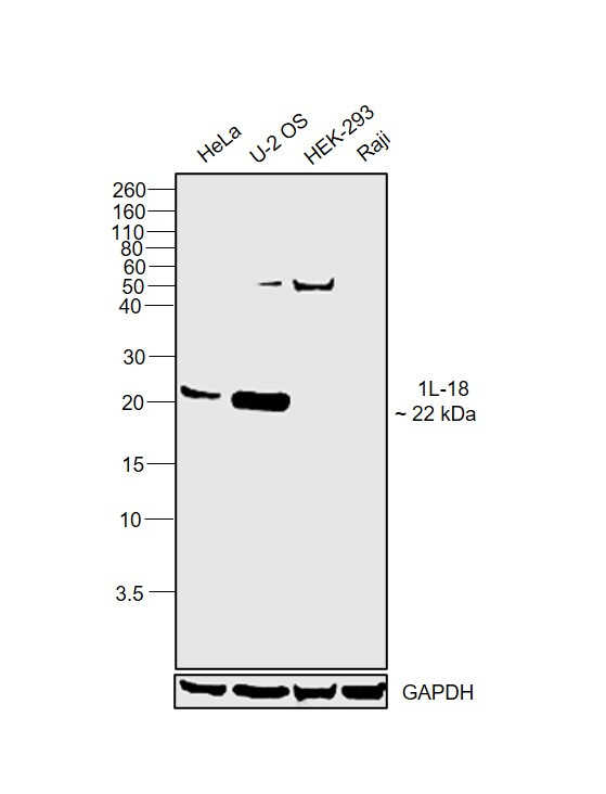 IL-18 Antibody