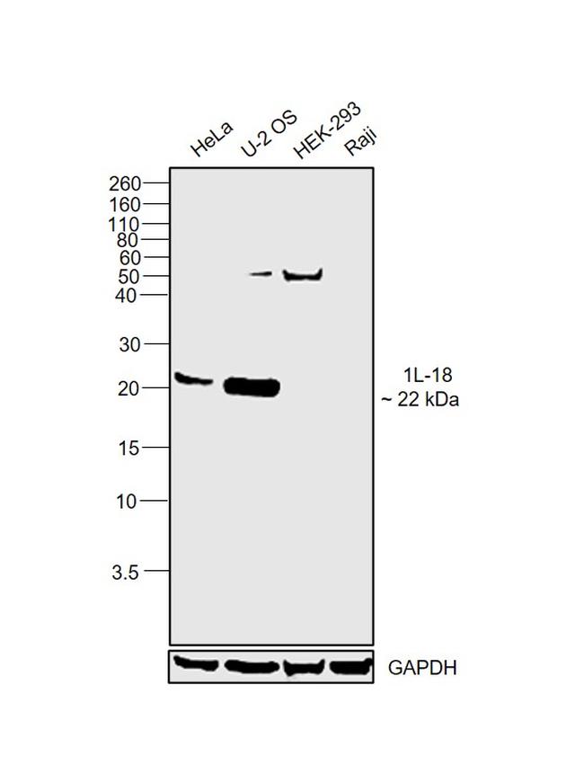 IL-18 Antibody in Western Blot (WB)