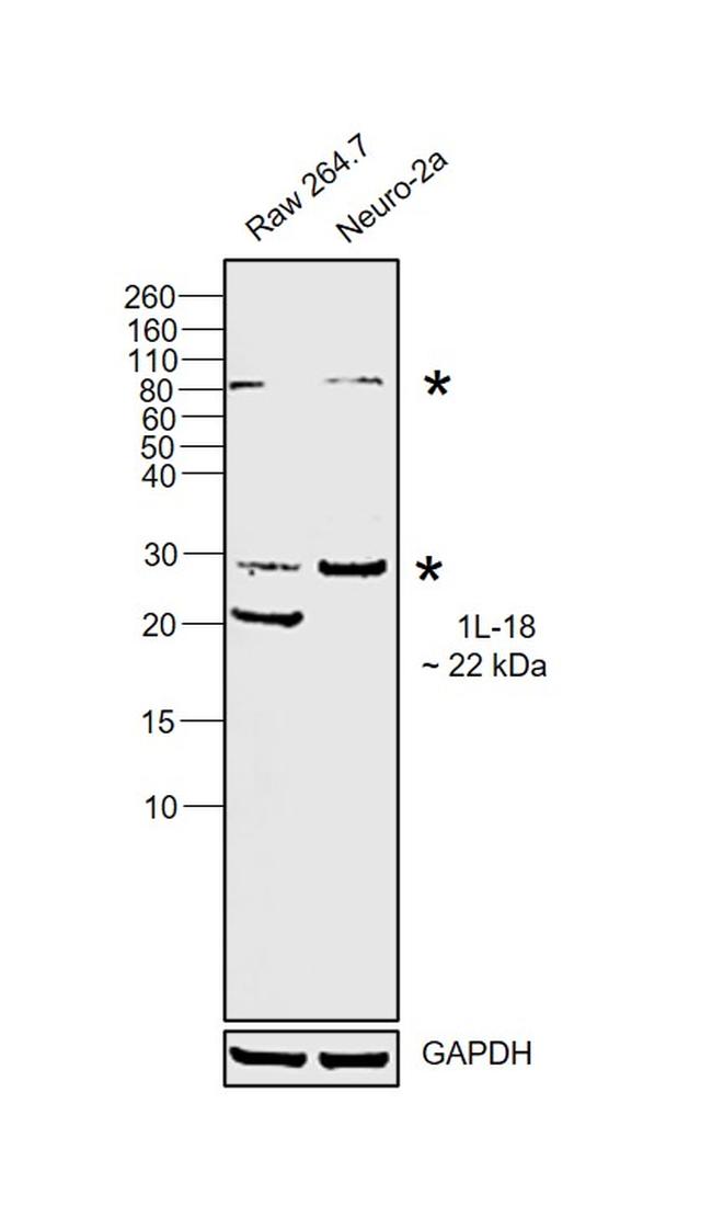 IL-18 Antibody in Western Blot (WB)